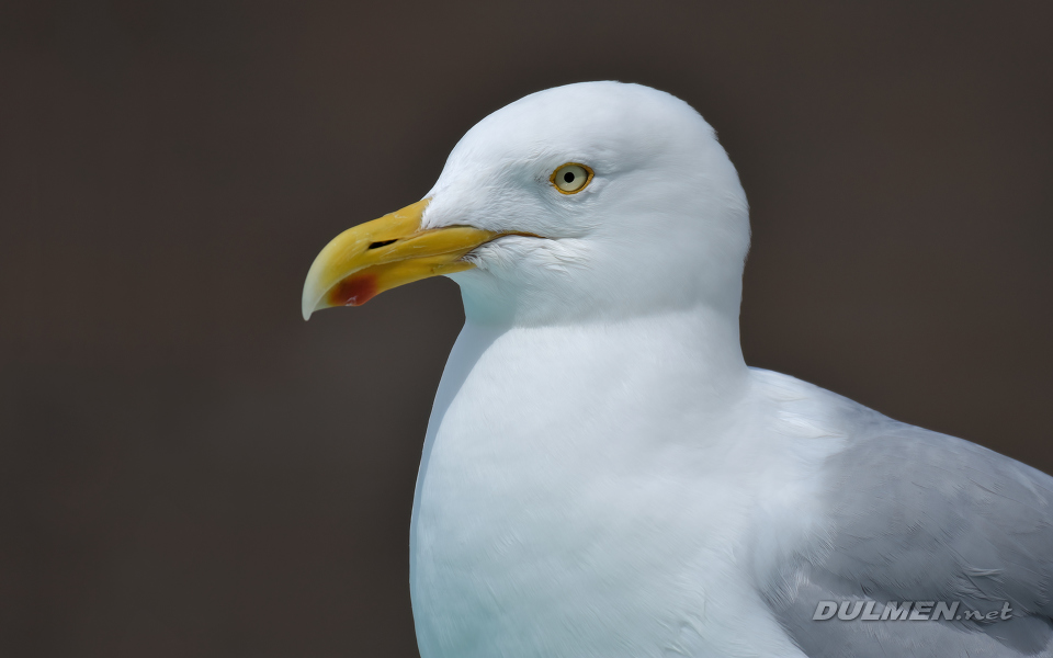 Herring Gull (Larus argentatus)